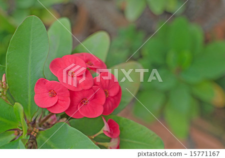 Crown of thorns flowers  Euphorbia milli Desmoul 15771167