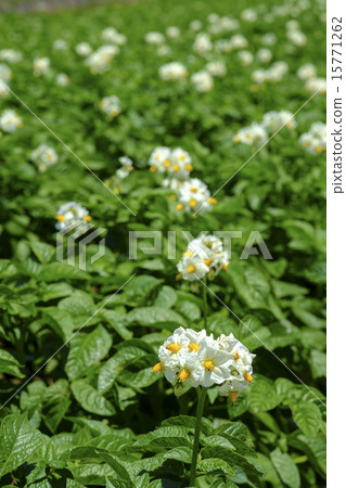 土豆花園 土豆花園 15771262