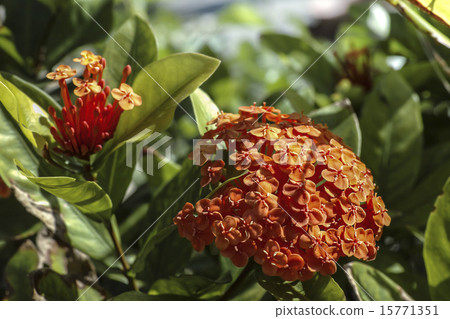 Santanka Santanka 15771351