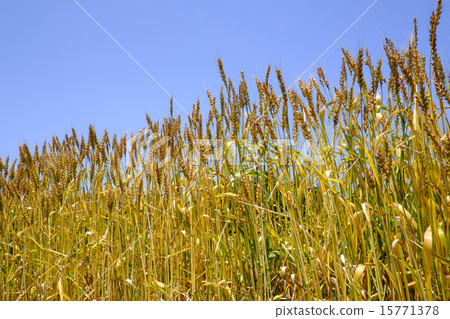 Wheat field Wheat Wheat field Wheat 15771378