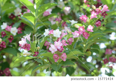 Hakone Utsugi 15771414