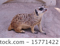 動物園Meerkat 15771422