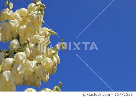 Buds, flowers, rain drops and blue sky of Atsuba kimigayoran 15771536