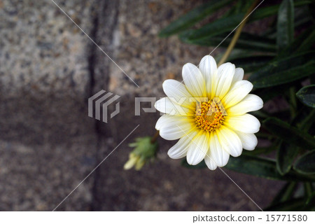 街上的白色雜色菊 街上的白色雜色菊 15771580