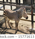 動物園斑馬 15771613