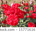 玫瑰紅玫瑰與一朵紅玫瑰 15771616
