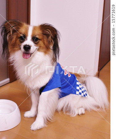 節日Papillon夏季節日 15771619