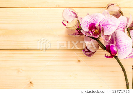 Violet orchid 15771735