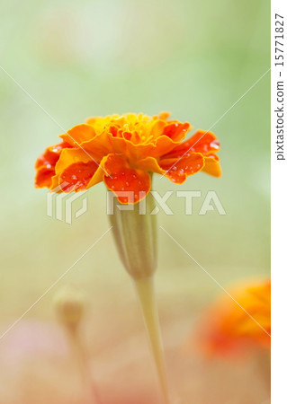 Marigold Marigold 15771827