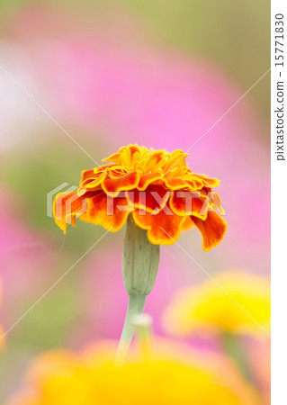 Marigold  15771830