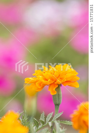 Marigold  15771831