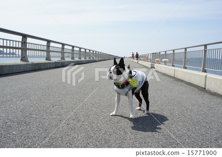 Sea and dog Sea and dog 15771900