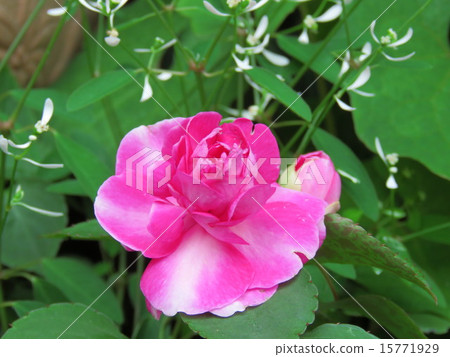 Impatiens 15771929