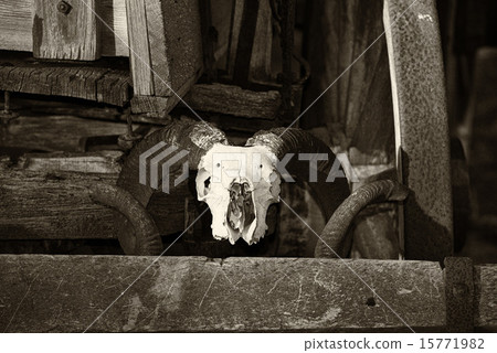 sheep skull on far west wagon sepia black & white 15771982