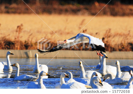 Sodeglozzle and swan 15772038