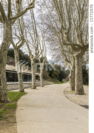 Winter Platanus Natural trees sidewalk Winter Platanus Natural trees sidewalk 15772076