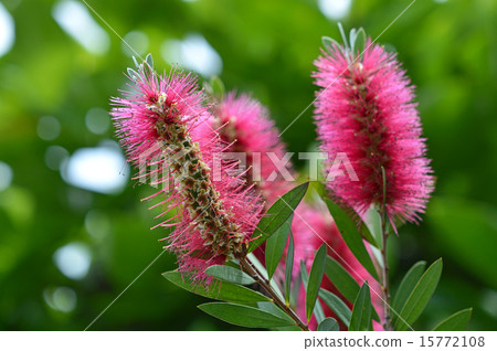 Kimpoju Kimpoju 15772108