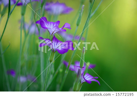 Agrostima外觀優雅 Agrostima外觀優雅 15772195