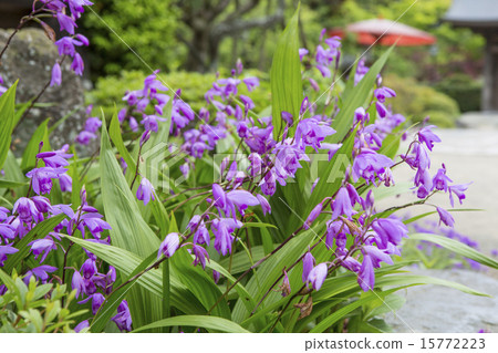 Silane of Kuranji Temple 15772223