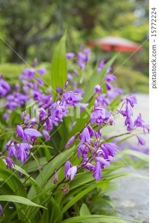 Silane of Kuranji Temple 15772224
