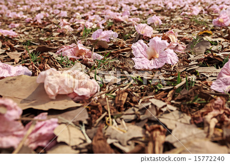 Fallen Pink Flowers 15772240
