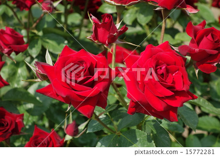 Rosy Nicorobaganini Rosy Nicorobaganini 15772281