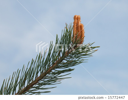 Pine twig and buds Pine twig and buds 15772447