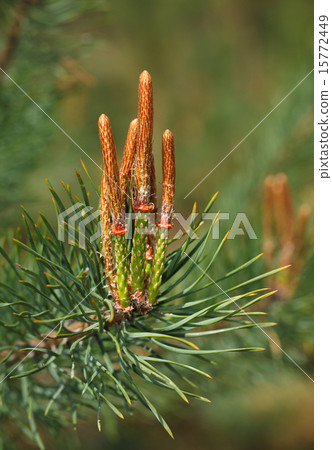 Pine buds 15772449
