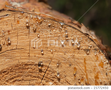 Pitch drops on wood cut 15772450