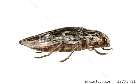 Macro of borer beetle 15772451
