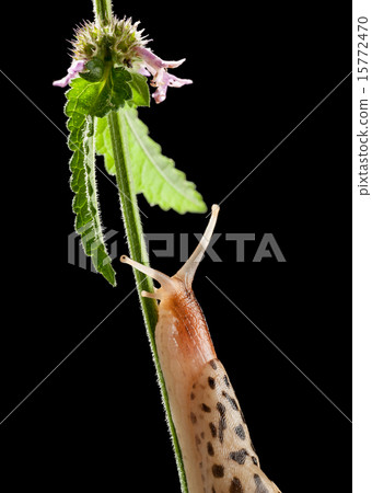 Spotted slug on the way to flower 15772470