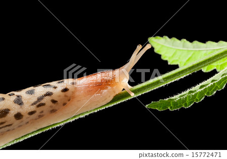 Great Grey Slug on the grass stem 15772471