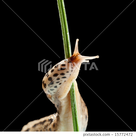 Leopard slug twine on grass Leopard slug twine on grass 15772472