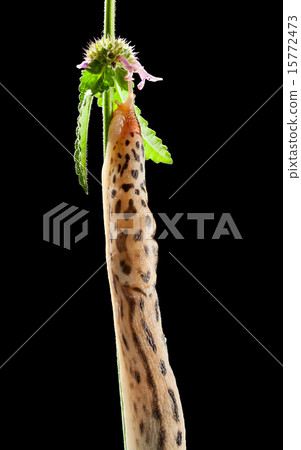 Giant spotted slug Giant spotted slug 15772473