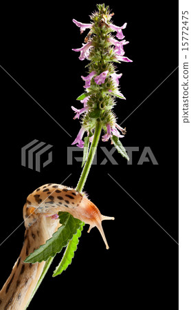 Slug on grass Slug on grass 15772475