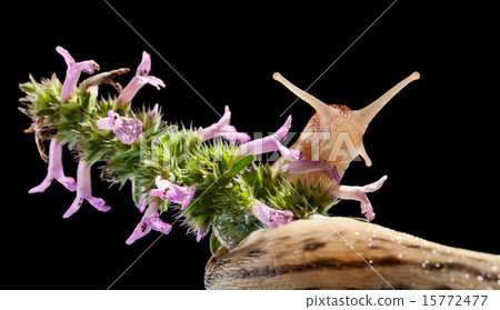 Leopard slug bent around flower Leopard slug bent around flower 15772477