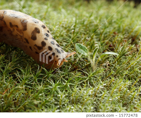Slug and plant 15772478