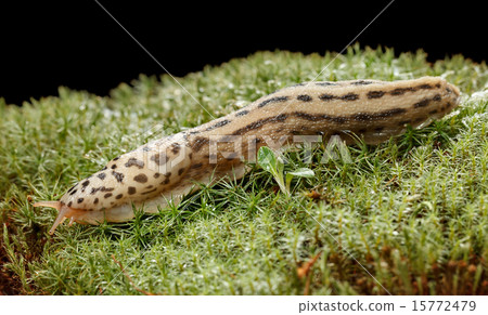 Giant slug 15772479