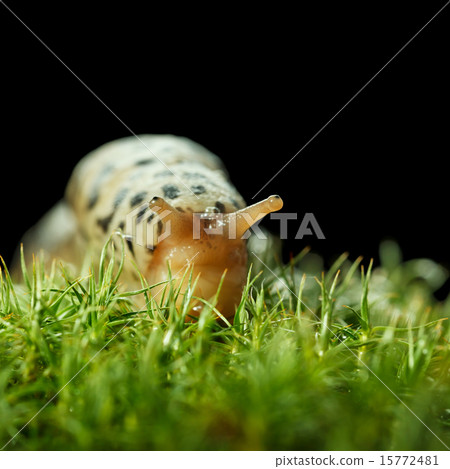 Dreamy look of slug 15772481
