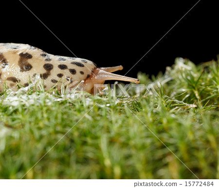 Slug slippery way 15772484