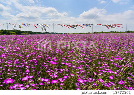 Barley Nessico Bloom, Arakawa River Park of Konosu City in May Barley Nessico Bloom, Arakawa River Park of Konosu City in May 15772561