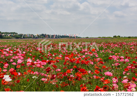 Poppy bloom, Arakawa riverbed of Konosu City in May Poppy bloom, Arakawa riverbed of Konosu City in May 15772562