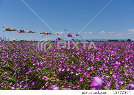 Barley Nadesico Bloom, May Konosu City, Arakawa Riverbed, Barley Nadesico Bloom, May Konosu City, Arakawa Riverbed, 15772564
