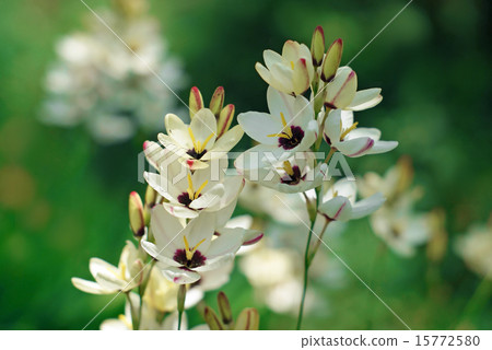 Ixia shining on a tree leave day Ixia shining on a tree leave day 15772580