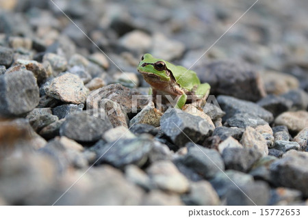 一隻青蛙 一隻青蛙 15772653