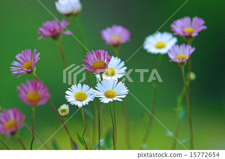 花色Elleron的奇怪變化 15772654