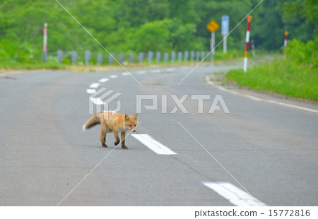 Kita fox 15772816
