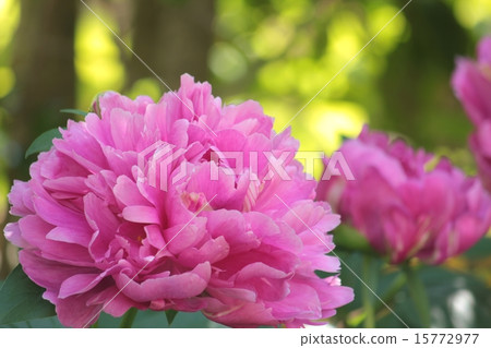 Peony 2 15772977