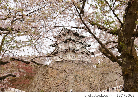 弘前城堡 15773065