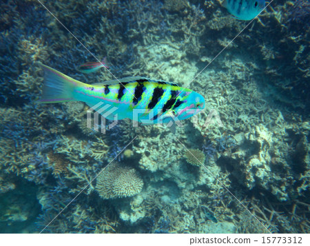 Tropical sea and fish 15773312